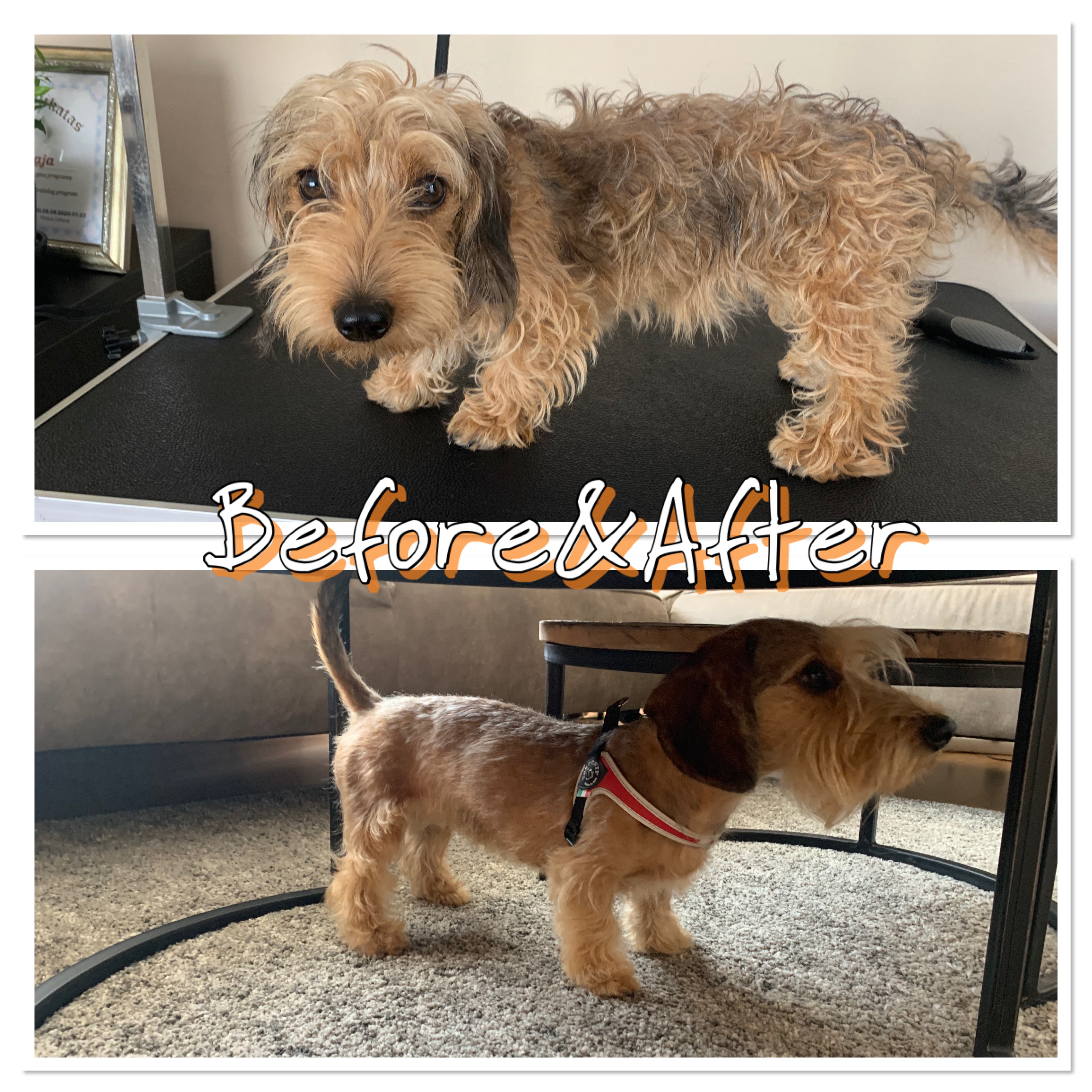 hondentrimmers Borgerhout | Dogs City Barber